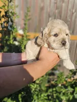 Marlin, a male Cockapoo for sale in Indiahoma, OK – 3 of 3