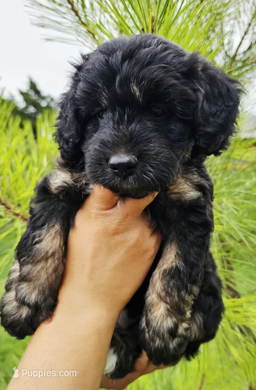 Cricket – Miniature Aussiedoodle puppy for sale in Indiahoma, OK