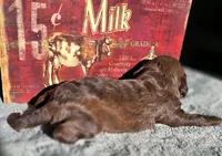 Elsa, a female Cockapoo for sale in Indiahoma, OK – 2 of 2
