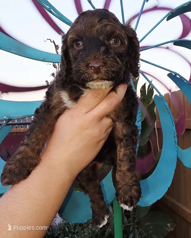 Woody – Cockapoo puppy for sale in Indiahoma, OK