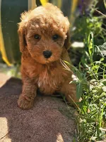 Spice, a female Poodle - Miniature  for sale in Indiahoma, OK – Photo 2 of 3