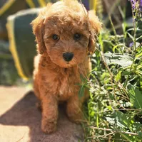 Spice, a female Poodle - Miniature  for sale in Indiahoma, OK – Photo 1 of 3