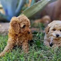 Spice, a female Poodle - Miniature  for sale in Indiahoma, OK – Photo 3 of 3