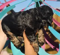 Finn, a male Cockapoo for sale in Indiahoma, OK – 3 of 3