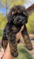 Anna, a female Cockapoo for sale in Indiahoma, OK – 4 of 5