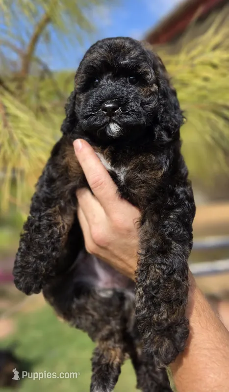 Anna – Cockapoo puppy for sale in Indiahoma, OK
