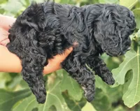 Storm, a male Cockapoo for sale in Indiahoma, OK – 8 of 10