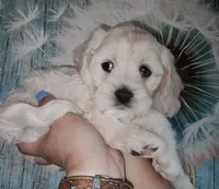 Bark Twain , a male Cockapoo for sale in Indiahoma, OK – Photo 3 of 3