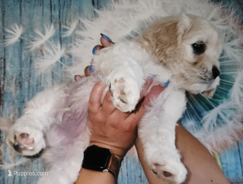 Bark Twain , a male Cockapoo for sale in Indiahoma, OK – Photo 1 of 3
