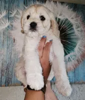 Bark Twain , a male Cockapoo for sale in Indiahoma, OK – Photo 2 of 3