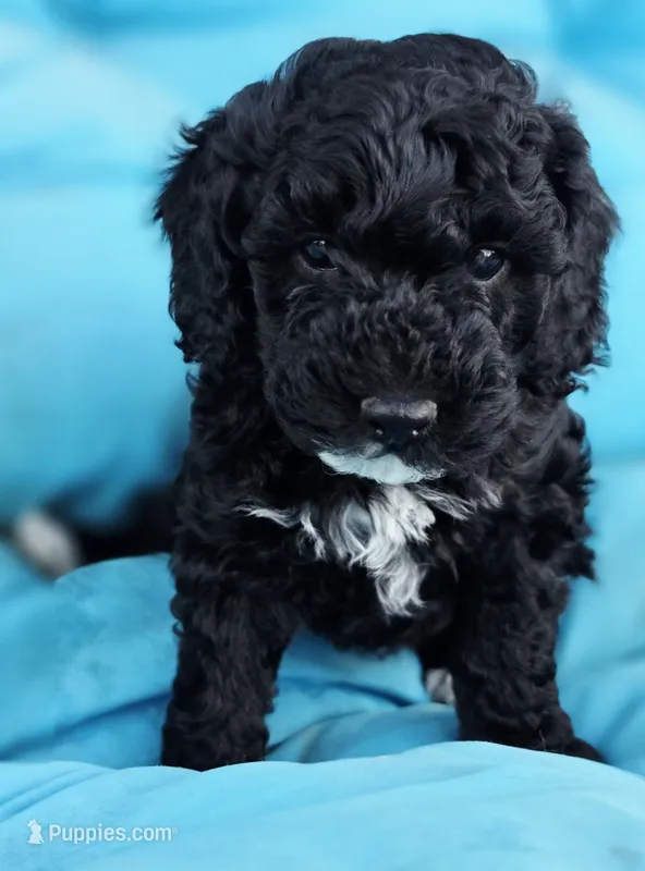 Tink – Cockapoo puppy for sale in Indiahoma, OK