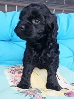 Marina, a female Cockapoo for sale in Indiahoma, OK – 4 of 9