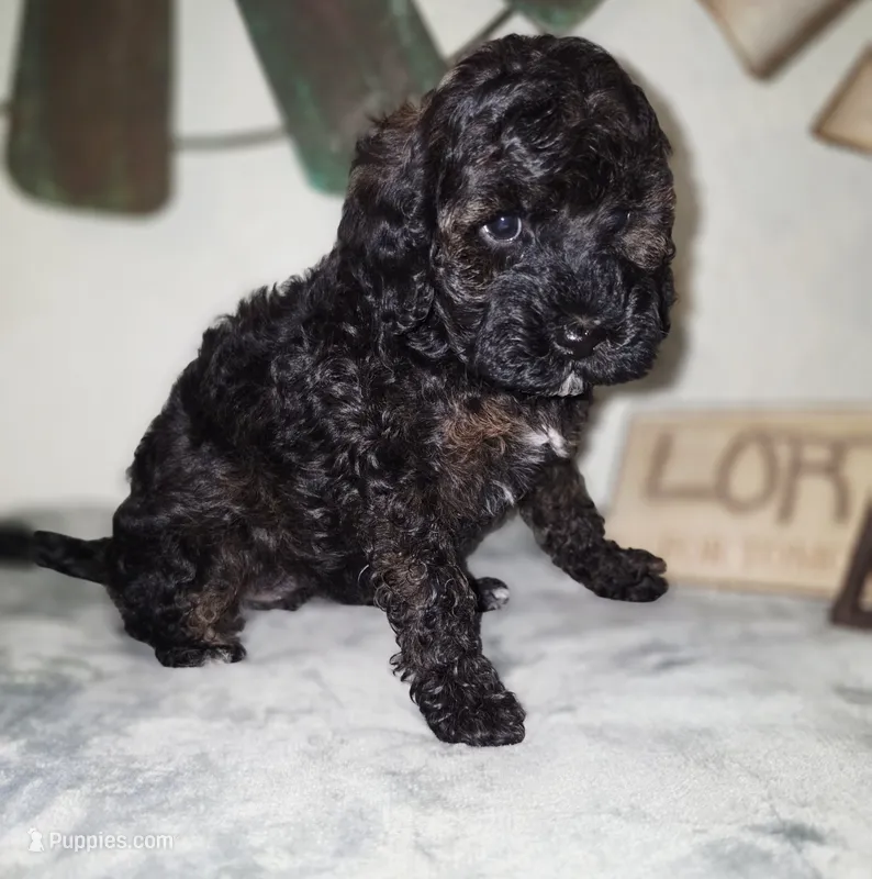 Anna – Cockapoo puppy for sale in Indiahoma, OK