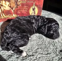 Tink, a female Cockapoo for sale in Indiahoma, OK – 3 of 3