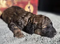 Simba, a male Cockapoo for sale in Indiahoma, OK – 2 of 3