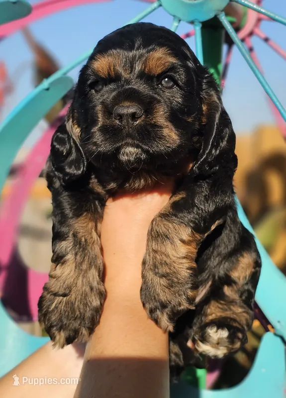 Finn – Cockapoo puppy for sale in Indiahoma, OK