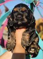Finn, a male Cockapoo for sale in Indiahoma, OK – 1 of 3