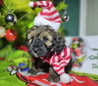 Rudolph, a male Miniature Aussiedoodle for sale in Indiahoma, OK – Photo 4 of 4