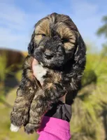 Rudolph, a male Miniature Aussiedoodle for sale in Indiahoma, OK – Photo 1 of 4