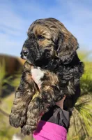 Rudolph, a male Miniature Aussiedoodle for sale in Indiahoma, OK – Photo 2 of 4