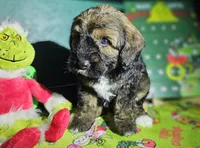 Rudolph, a male Miniature Aussiedoodle for sale in Indiahoma, OK – Photo 3 of 4