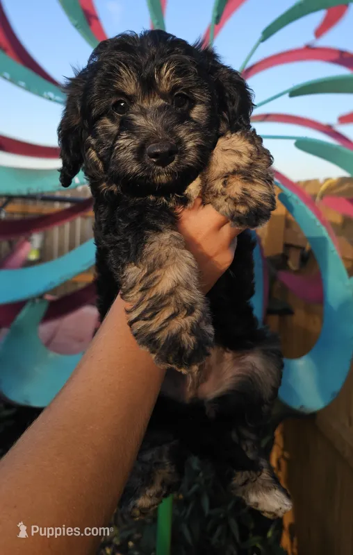 Cricket – Miniature Aussiedoodle puppy for sale in Indiahoma, OK