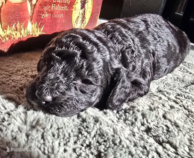 Tink – Cockapoo puppy for sale in Indiahoma, OK