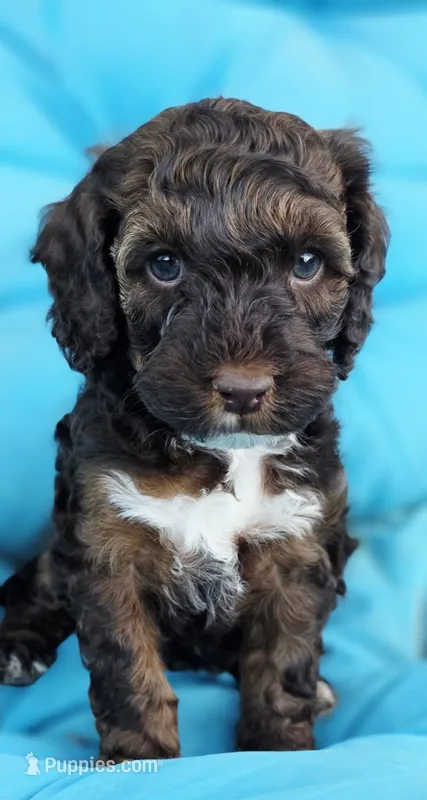 Woody – Cockapoo puppy for sale in Indiahoma, OK