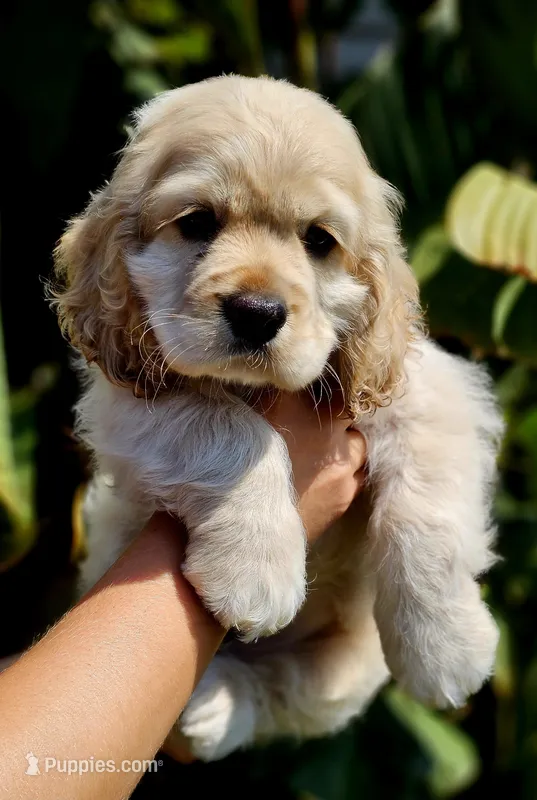 Patrick  – Cocker Spaniel puppy for sale in Indiahoma, OK