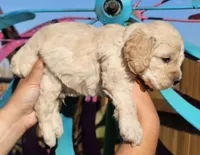 Fin, a male Cockapoo for sale in Indiahoma, OK – 1 of 4