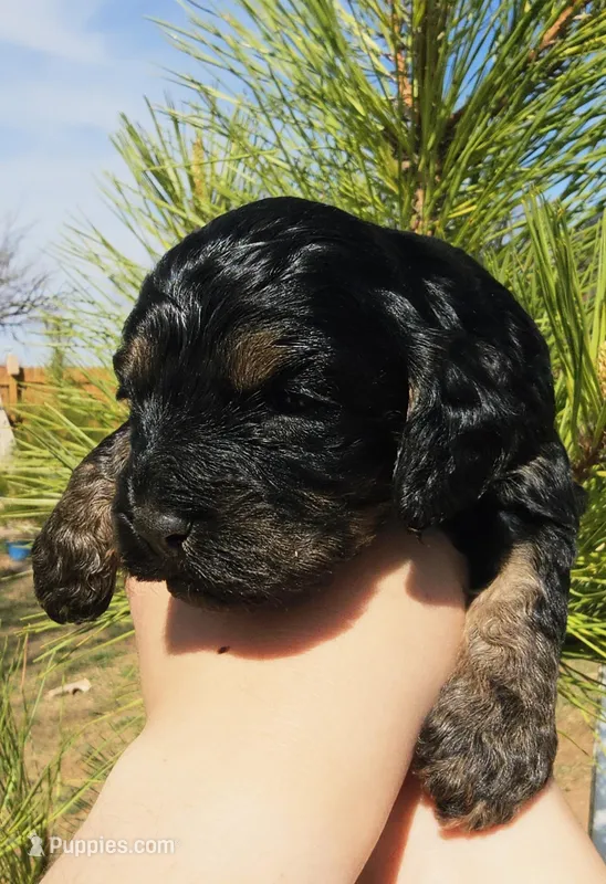 Morgan – Cockapoo puppy for sale in Indiahoma, OK