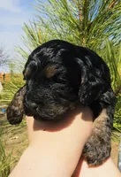 Morgan, a male Cockapoo for sale in Indiahoma, OK – 5 of 5