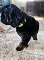 Morgan, a male Cockapoo for sale in Indiahoma, OK – 4 of 5