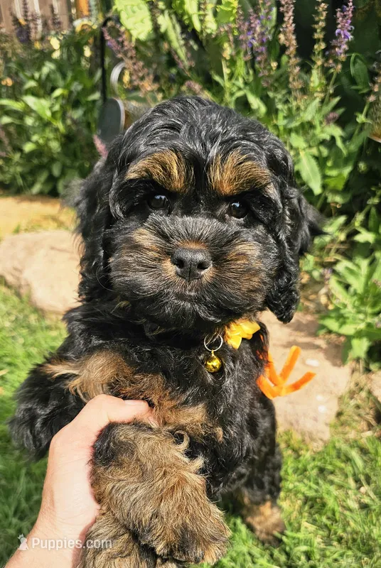 Morgan – Cockapoo puppy for sale in Indiahoma, OK