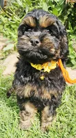 Morgan, a male Cockapoo for sale in Indiahoma, OK – 2 of 5