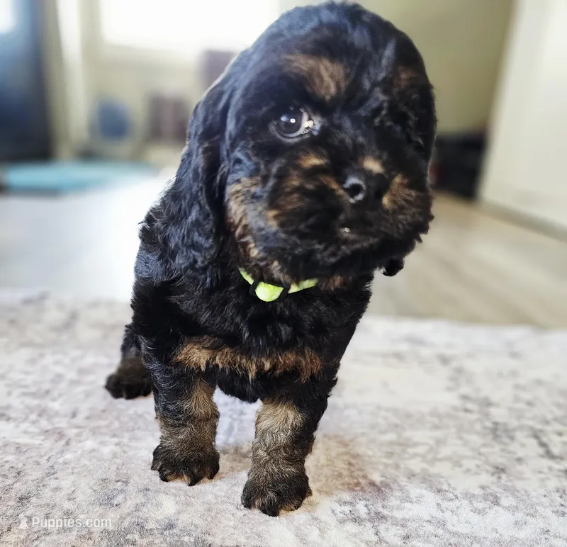 Morgan – Cockapoo puppy for sale in Indiahoma, OK