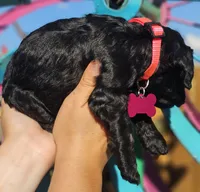 Marina, a female Cockapoo for sale in Indiahoma, OK – 3 of 3