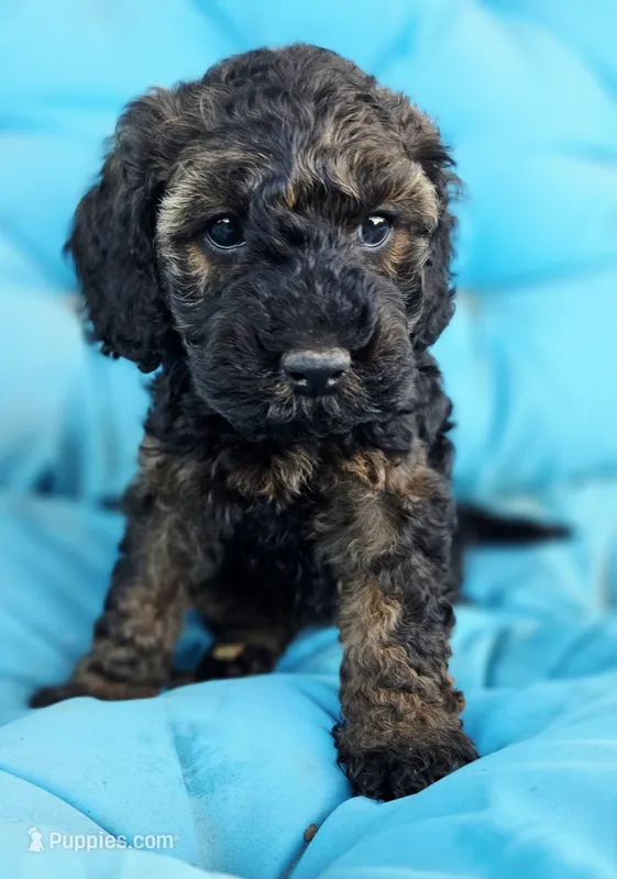 Moana – Cockapoo puppy for sale in Indiahoma, OK