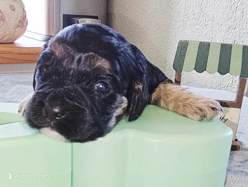 Chew Barka – Cockapoo puppy for sale in Indiahoma, OK