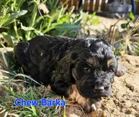 Chew Barka, a male Cockapoo for sale in Indiahoma, OK – 2 of 3