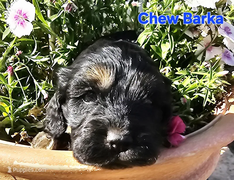 Chew Barka – Cockapoo puppy for sale in Indiahoma, OK