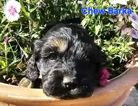 Chew Barka, a male Cockapoo for sale in Indiahoma, OK – 1 of 3