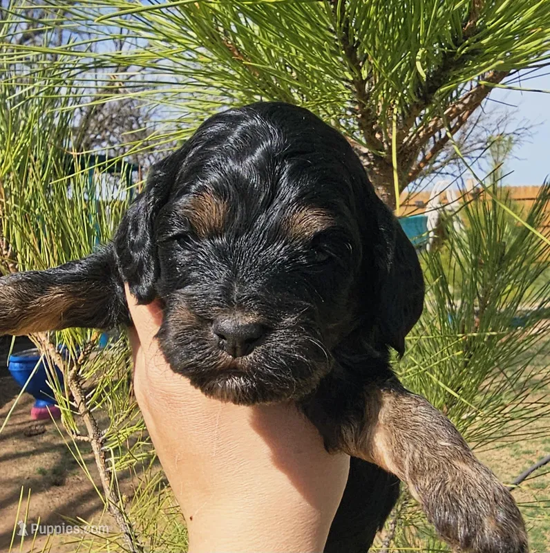 Jesse  – Cockapoo puppy for sale in Indiahoma, OK