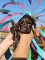 Jetty, a female Cockapoo for sale in Indiahoma, OK – 3 of 5