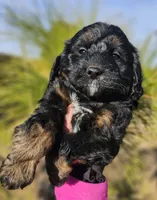 Scrooge, a male Miniature Aussiedoodle for sale in Indiahoma, OK – Photo 5 of 5