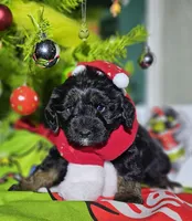 Scrooge, a male Miniature Aussiedoodle for sale in Indiahoma, OK – Photo 4 of 5