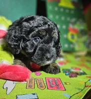 Scrooge, a male Miniature Aussiedoodle for sale in Indiahoma, OK – Photo 2 of 5