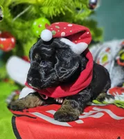 Scrooge, a male Miniature Aussiedoodle for sale in Indiahoma, OK – Photo 3 of 5
