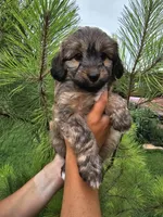 Ladybug , a female Miniature Aussiedoodle for sale in Indiahoma, OK – 3 of 3