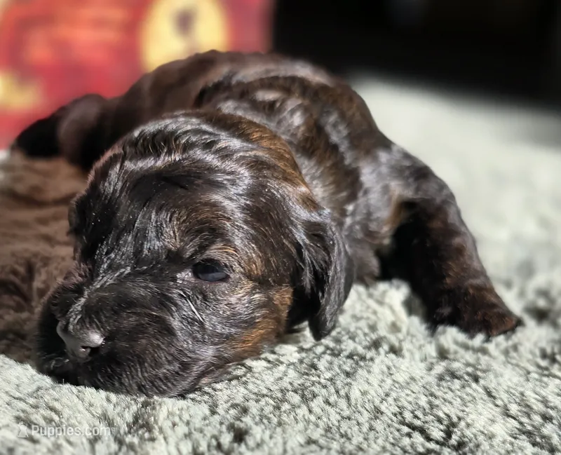 Moana – Cockapoo puppy for sale in Indiahoma, OK